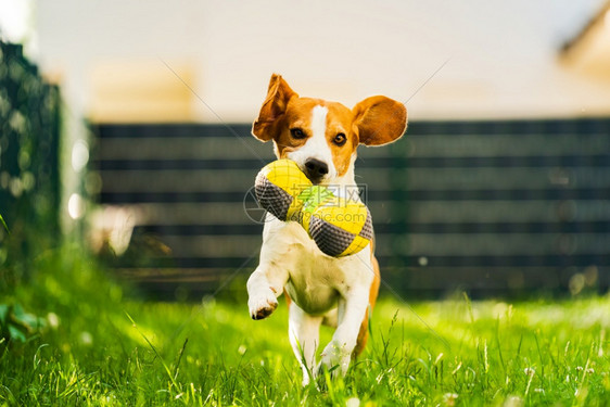 Tricolorbeagle狗抓着一个撕裂的玩具跑向相机在后院快乐的猎犬在阳光明媚的白天在绿草上寻欢作乐Tricolorbeag图片