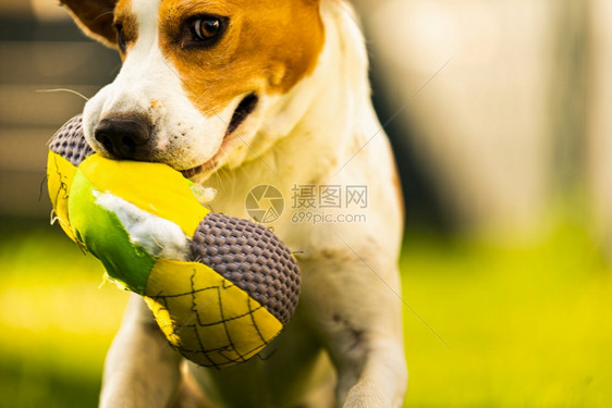 Tricolorbeagle狗抓着一个撕裂的玩具跑向相机在后院快乐的猎犬在阳光明媚的白天在绿草上寻欢作乐Tricolorbeag图片