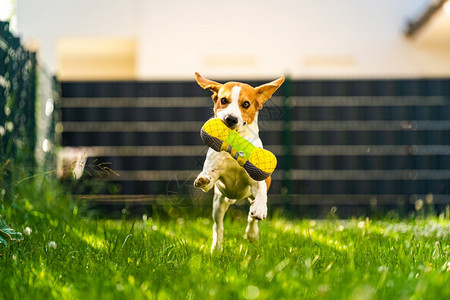 Tricolorbeagle狗抓着一个撕裂的玩具跑向相机在后院快乐的猎犬在阳光明媚的白天在绿草上寻欢作乐Tricolorbeag图片