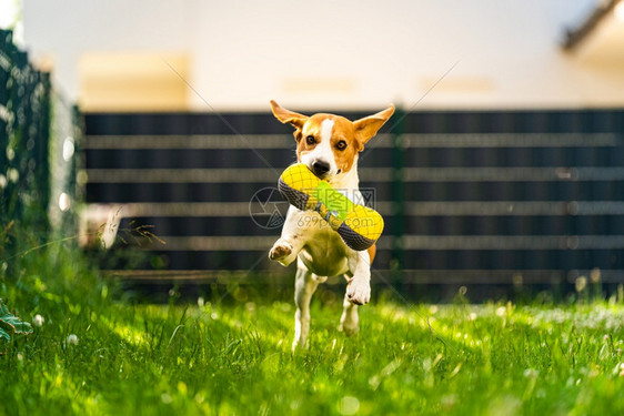 Tricolorbeagle狗抓着一个撕裂的玩具跑向相机在后院快乐的猎犬在阳光明媚的白天在绿草上寻欢作乐Tricolorbeag图片