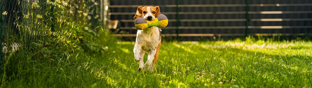 Tricolorbeagle狗抓着一个撕裂的玩具跑向相机在后院快乐的猎犬在阳光明媚的白天在绿草上寻欢作乐Tricolorbeag图片