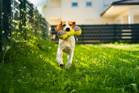 Tricolorbeagle狗抓着一个撕裂的玩具跑向相机在后院快乐的猎犬在阳光明媚的白天在绿草上寻欢作乐Tricolorbeag图片