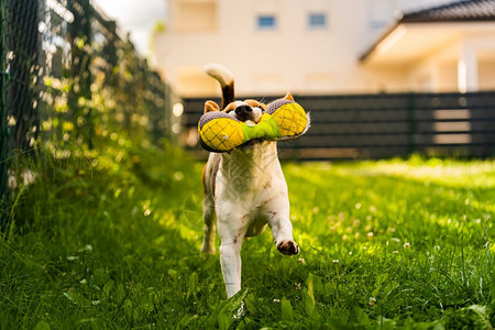 Tricolorbeagle狗抓着一个撕裂的玩具跑向相机在后院快乐的猎犬在阳光明媚的白天在绿草上寻欢作乐Tricolorbeag图片