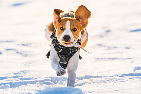 Tricolorbeagle狗在冬天的深雪中玩得开心自然界的快乐狗户外跑向摄像头Tricalbeagle狗在冬天的深雪中玩得开心图片