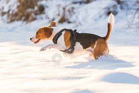 冬天狗在深雪中玩图片