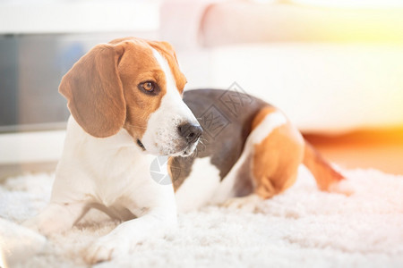 Beagle狗在地毯上闭着躺在地毯上看着疲倦右侧的东西编辑照片时有灯光泄漏贝格尔狗在地毯上闭着睡原始照片时有灯光泄漏图片