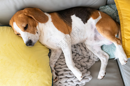 可爱的TricolorBeagle狗睡在沙发上姿势怪的比格尔狗睡在沙发上姿怪的图片