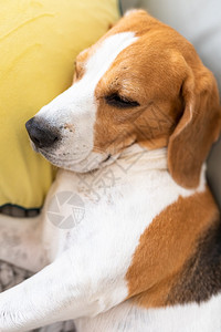 可爱的TricolorBeagle狗睡在沙发上姿势怪的比格尔狗睡在沙发上姿怪的图片