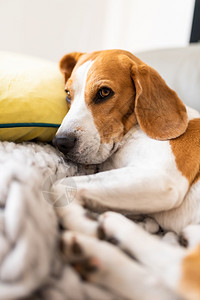 可爱的TricolorBeagle狗睡在沙发上姿势怪的比格尔狗睡在沙发上姿怪的图片