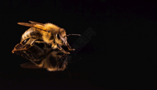 蜜蜂宏观在黑色背景上隔离Bee概念复制空间在右边图片