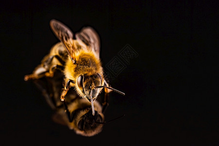 蜜蜂宏观在黑色背景上隔离Bee概念复制空间在右边图片