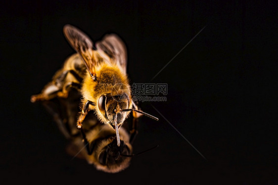 蜜蜂宏观在黑色背景上隔离Bee概念复制空间在右边图片