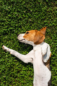 Beagle狗在草原上躺花园里太阳草地上野狗花园里图片