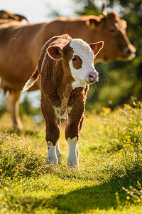 小牛站在山草地上图片