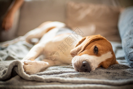 比格尔狗在等待主人悲伤在大狗眼中耐心地等待在沙发上比格尔狗肖像躺在沙发上图片