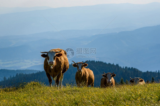 山地背景的牛群图片