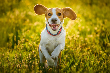 夏季露天在草地上玩比格尔狗的乐趣奔跑跳向摄像机图片