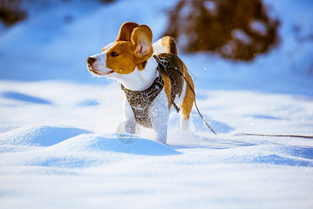 Beagle狗在Sunny霜冻日在冬季雪地上跑和玩Beagle狗在冬季雪地上跑和玩图片