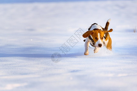 Beagle狗在Sunny霜冻日在冬季雪地上跑和玩背景Beagle狗在冬季雪地上跑和玩图片