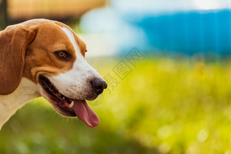 在花园里的小狗有舌头和软耳朵在花园里有舌头和软耳朵的小狗在左侧面头切在花园里有舌头的小狗图片