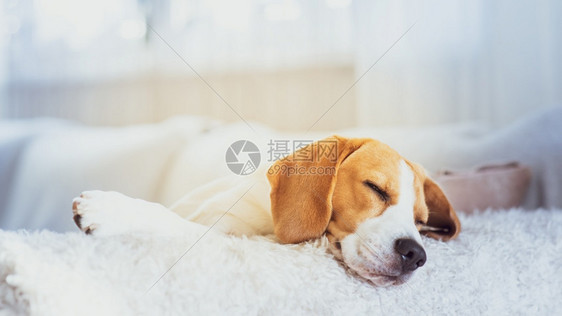 Beagle狗在等待主人睡着耐心地在沙发上等待Beagle狗肖像躺在沙发上图片