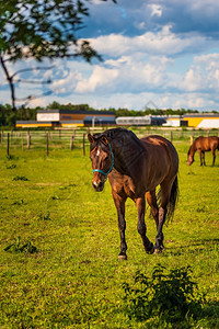 美丽的马在阳光明媚绿草牧场中放夏季在户外奔向摄影机的夏日图片