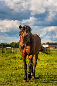 美丽的马在阳光明媚绿草牧场中放夏季在户外奔向摄影机的夏日图片