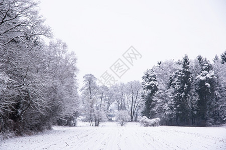 白冬风景林和农村地区图片