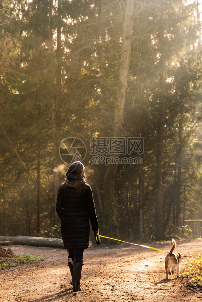 女孩在阳光下与小鸟狗一起走在森林道路上的皮带图片