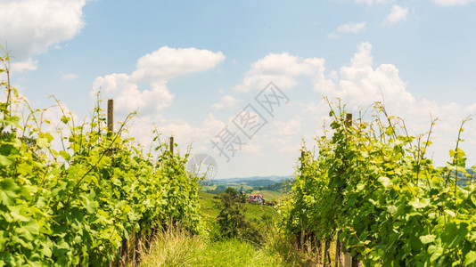 SulztalStyriaAustria2018年6月日VineyardsSulztalLeibnitz地区著名的目葡萄酒街区S图片