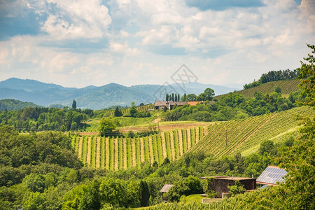 SulztalStyriaAustria2018年6月日VineyardsSulztalLeibnitz地区著名的目葡萄酒街区S图片