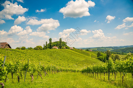 SulztalStyriaAustria2018年6月日VineyardsSulztalLeibnitz地区著名的目葡萄酒街区S图片