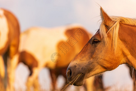 田野上日落时一匹马背靠站在日落晒的肖像图片
