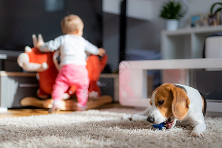 狗在地毯上咬玩具婴儿在背后玩耍背景图片
