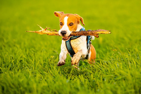一只比格尔狗在日落的草原上奔跑玩耍图片