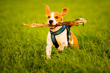 一只比格尔狗在日落的草原上用棍子在嘴里跑向摄像机图片