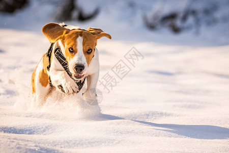 一只比格尔狗在雪覆盖的田里跑来去冬天日落图片
