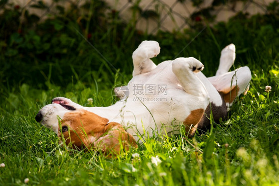 Triccarbeagle狗在草地上滚动夏日狗行为主题3ricolor图片