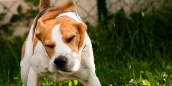 比格尔狗在绿草地上摇狗主题图片