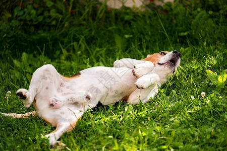 Triccarbeagle狗在草地上滚动夏日狗行为主题3ricolor图片