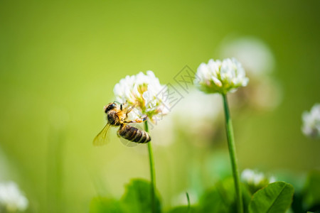 在绿地的花朵上贴近蜜蜂适合横幅绿色背景关闭绿地的花朵上蜜蜂绿色背景图片