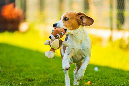 Tricolorbeagle狗跑向后院玩具的相机快乐狗户外图片