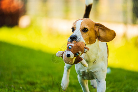 可爱的三色小狗跑向相机嘴里装着玩具野外的快乐狗图片