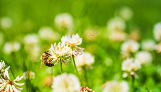 在绿地的花朵上贴近蜜蜂适合横幅绿色背景关闭绿地的花朵上蜜蜂绿色背景图片