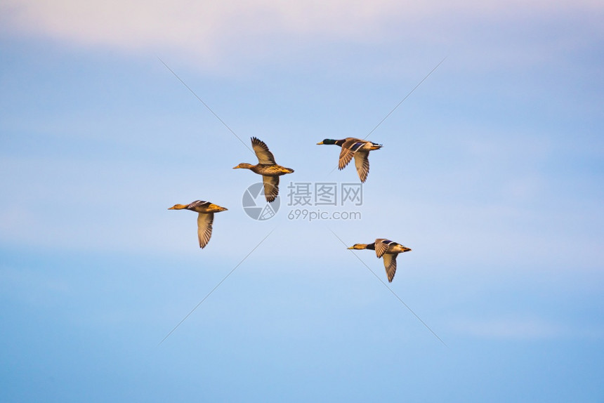 一群野鸭在蓝天上飞翔鸟的背景一群在蓝天上飞翔的野鸭图片