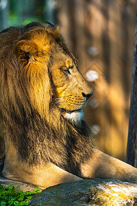 Stubenbergam见Styria奥地利Herberstein动物园中的雄狮子奥地利在太阳中休息图片