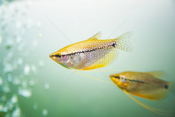 TrichopodusLeerii鱼罐中淡水族馆鱼库概念珍珠古拉米鱼罐中淡水族馆鱼图片