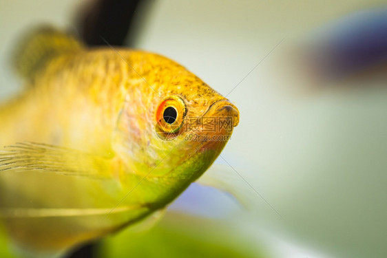 鱼缸中的金瓜拉米三氯加斯特合金鱼缸中的色瓜拉米三氯加斯特合金图片