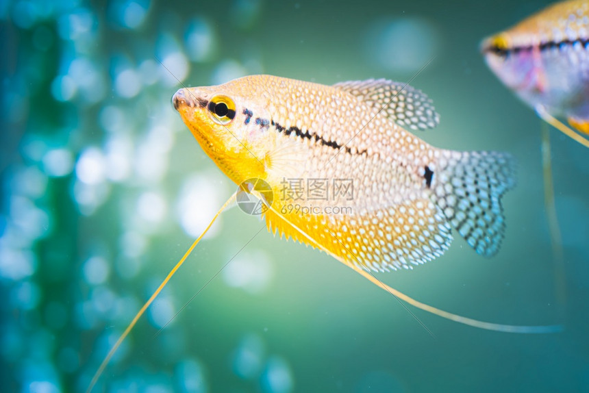 TrichopodusLeerii鱼罐中淡水族馆鱼库概念珍珠古拉米鱼罐中淡水族馆鱼图片