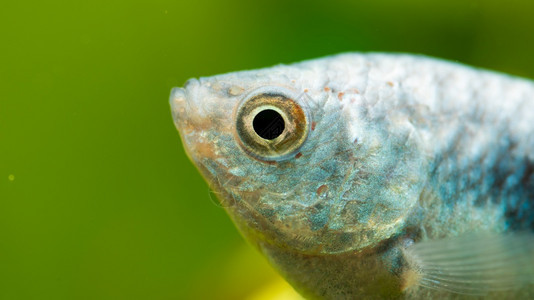 OpalineGouramiTrichopodus热带水族馆鱼缸中的热带水族馆鱼图片